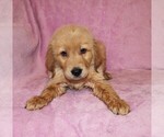 Small #2 Golden Retriever