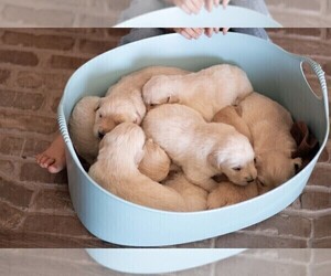 Medium Golden Retriever