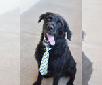 Small #2 Poodle (Standard) Mix