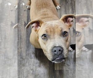 American Pit Bull Terrier-Unknown Mix Dogs for adoption in New London, WI, USA
