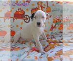 Small #5 American Pit Bull Terrier Mix
