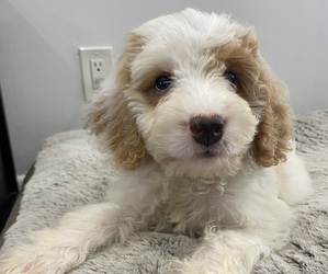 Goldendoodle-Poodle (Miniature) Mix Puppy for sale in KING OF PRUSSIA, PA, USA