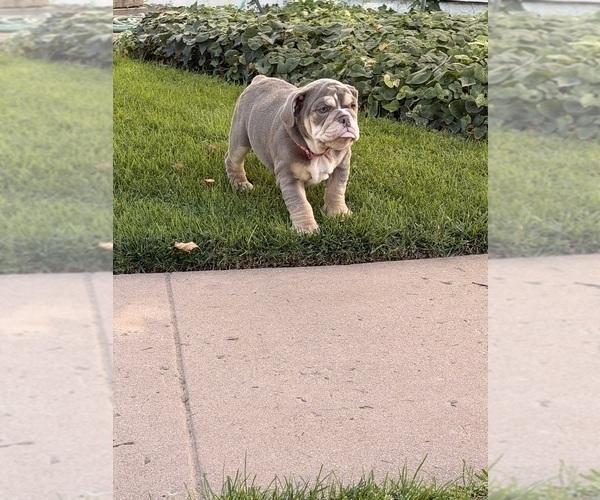 Medium Photo #11 Bulldog Puppy For Sale in MERCED, CA, USA