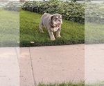Litter of 4 - Male(s) and Female(s) BulldogLitter of Puppies for Sale - Photo #11