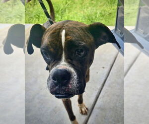 Boxer Dogs for adoption in Dumont, NJ, USA