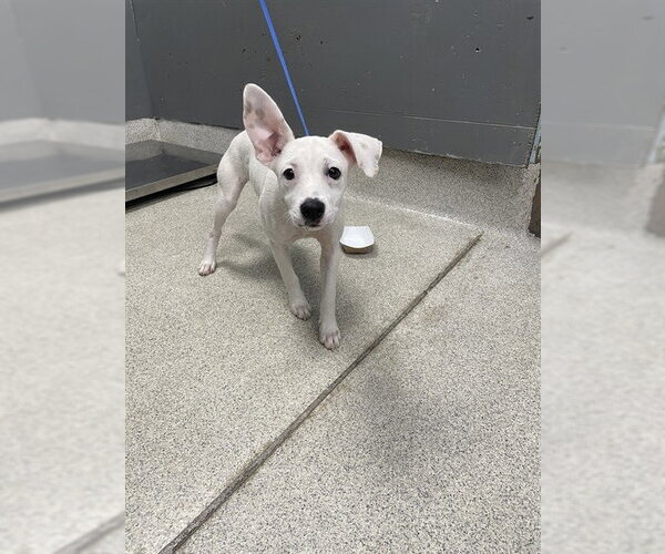 Medium Photo #1 Carolina Dog-Dalmatian Mix Puppy For Sale in Tallahassee, FL, USA