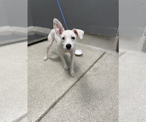 Carolina Dog-Dalmatian Mix Dogs for adoption in Tallahassee, FL, USA