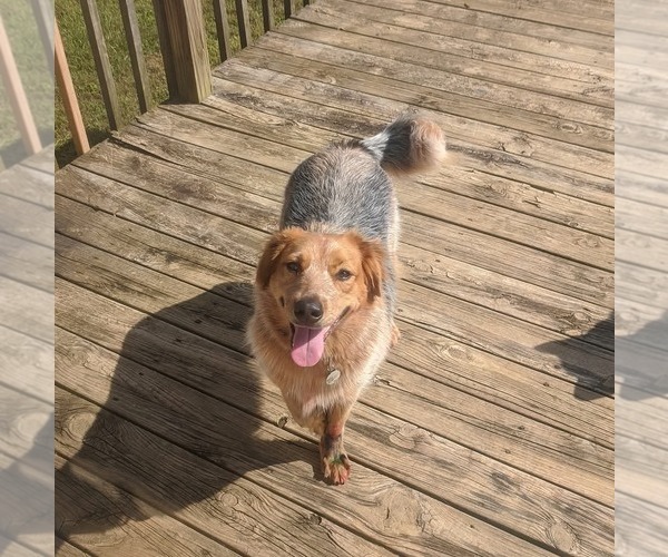 Medium Photo #3 Mutt Puppy For Sale in San Bernardino , CA, USA