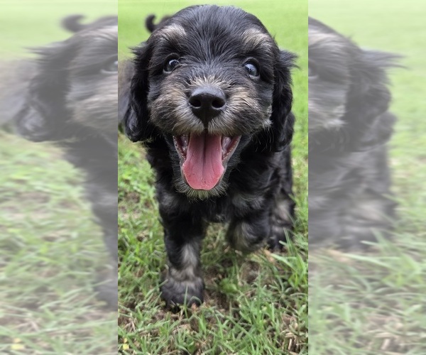 Medium Photo #7 Aussiedoodle Puppy For Sale in WILLS POINT, TX, USA