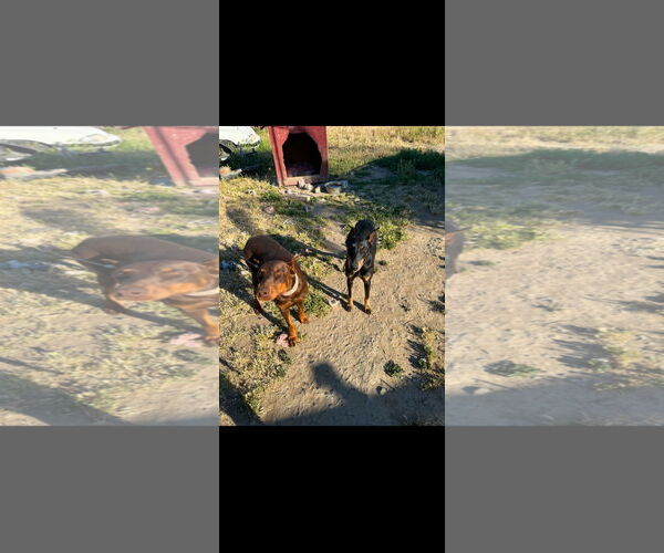 Medium Photo #12 Doberman Pinscher Puppy For Sale in Buffalo, MN, USA
