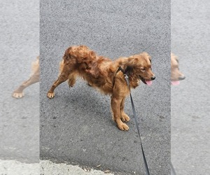 Nova Scotia Duck Tolling Retriever Puppy for sale in LAWRENCEVILLE, GA, USA