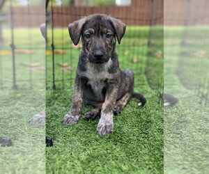 Labrador Retriever-Unknown Mix Dogs for adoption in Royal Palm Beach, FL, USA