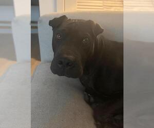 Moose - Male Mutt Dog for Adoption - Photo #3