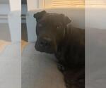 Small Photo #3 Mutt Puppy For Sale in Rockwall, TX, USA
