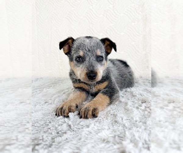 Medium Photo #3 Australian Cattle Dog Puppy For Sale in GREENFIELD, IN, USA
