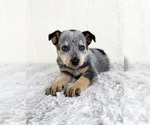 Small #2 Australian Cattle Dog
