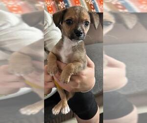 Chiweenie Dogs for adoption in Los Angeles, CA, USA