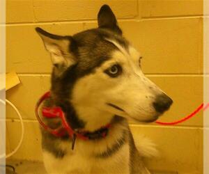 Siberian Husky Dogs for adoption in Sanford, FL, USA