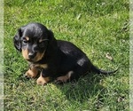 Small Photo #9 Dachshund Puppy For Sale in HARTFORD, MI, USA