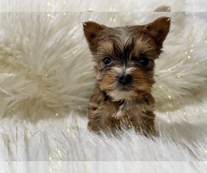Yorkshire Terrier Puppy for sale in HAYWARD, CA, USA