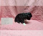 Small #8 Maltipoo