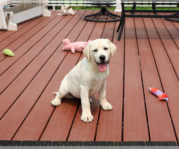 Medium Photo #4 Labrador Retriever Puppy For Sale in SYRACUSE, IN, USA
