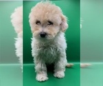 Small #3 Cavapoochon (Miniature)