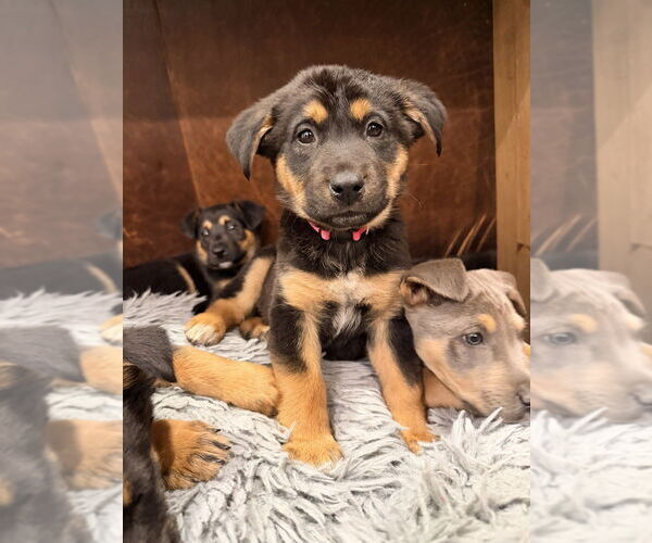 Medium Photo #1 Mutt Puppy For Sale in Dana Point, CA, USA