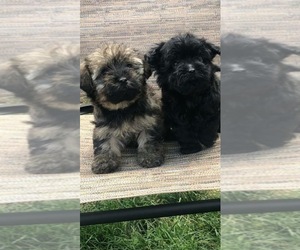 Poodle (Toy)-Yorkshire Terrier Mix Puppy for sale in GRENADA, CA, USA