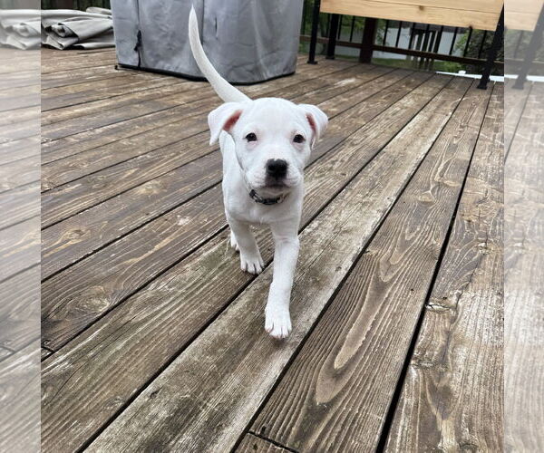 Medium Photo #3 American Pit Bull Terrier Puppy For Sale in St. Louis Park, MN, USA