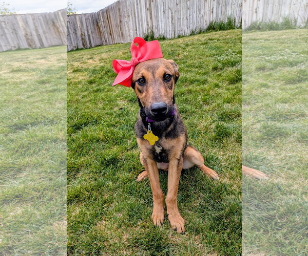 Medium Photo #6 Doberman Pinscher-Unknown Mix Puppy For Sale in Sandy, UT, USA