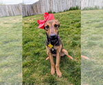 Small #5 Doberman Pinscher Mix