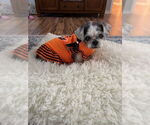 Small Shih Tzu