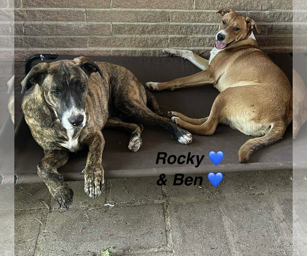 Medium Photo #3 Catahoula Leopard Dog-Labrador Retriever Mix Puppy For Sale in Oakhurst, NJ, USA