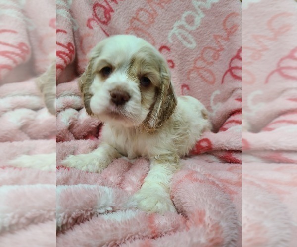 Medium Photo #13 Cocker Spaniel Puppy For Sale in MIDDLEBURY, IN, USA