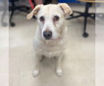 Small #2 Labrador Retriever Mix