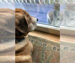 Small Photo #7 Basset Hound-Labrador Retriever Mix Puppy For Sale in Deepwater, NJ, USA