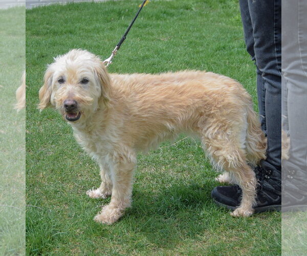 Medium Photo #2 Golden Retriever-Unknown Mix Puppy For Sale in Huntley, IL, USA
