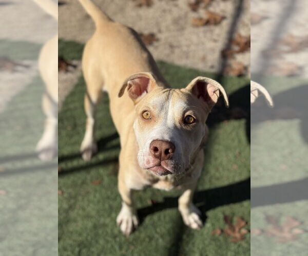 Medium Photo #3 Mutt Puppy For Sale in St. Louis Park, MN, USA