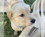 Small Photo #15 Golden Retriever Puppy For Sale in TOWNER, CO, USA