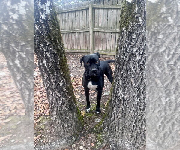 Medium Photo #2 Mutt Puppy For Sale in Boston, MA, USA