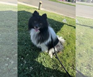 French Bulldog-Pomeranian Mix Dogs for adoption in Modesto, CA, USA