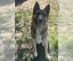 Small #2 German Shepherd Dog