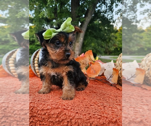 Medium Photo #2 Yorkshire Terrier Puppy For Sale in INDIANAPOLIS, IN, USA