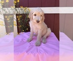 Small Photo #6 Labradoodle Puppy For Sale in WESTMINSTER, SC, USA