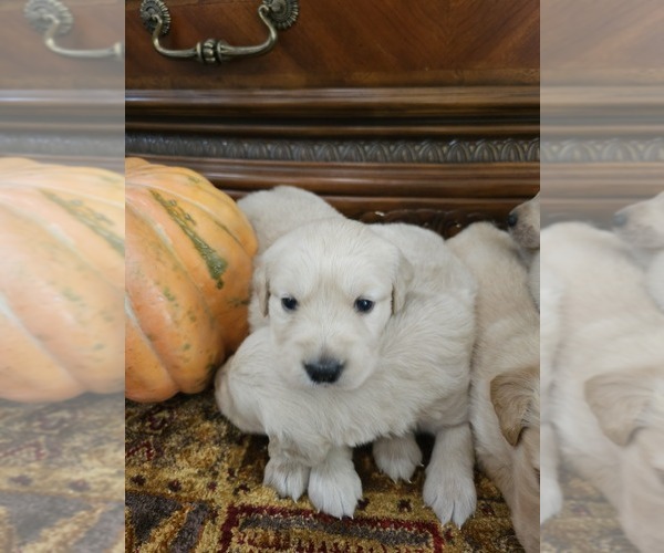 Medium Photo #13 Golden Retriever Puppy For Sale in ELVERTA, CA, USA