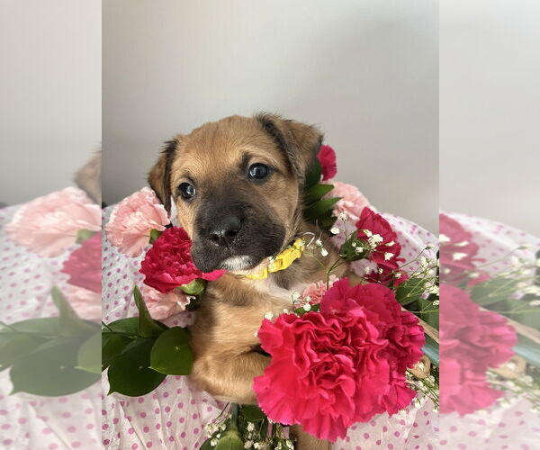 Medium Photo #7 Mutt Puppy For Sale in Imlay City, MI, USA