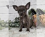 Small #27 Chihuahua