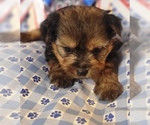 Small #10 Yorkshire Terrier