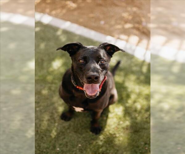 Medium Photo #1 Labrador Retriever-Unknown Mix Puppy For Sale in Las Vegas, NV, USA
